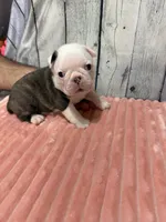 Girl 3, a female Boston Terrier for sale in Gladewater, TX – 2 of 4