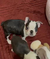 Milo, a male Boston Terrier for sale in Gladewater, TX – 1 of 7