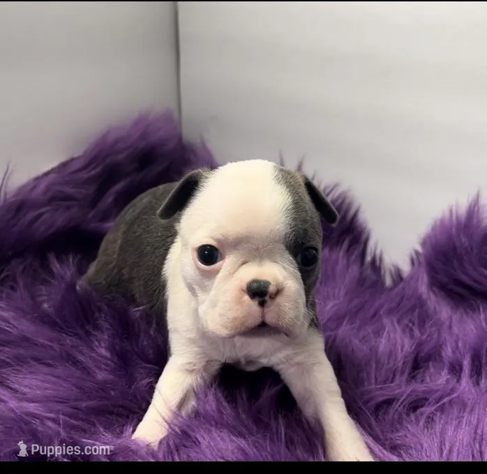 Robin, a male Boston Terrier for sale in Gladewater, TX – Photo 1 of 2