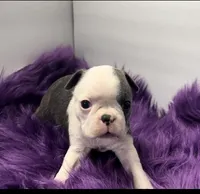 Robin, a male Boston Terrier for sale in Gladewater, TX – Photo 1 of 2