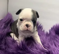 Robin, a male Boston Terrier for sale in Gladewater, TX – Photo 2 of 2