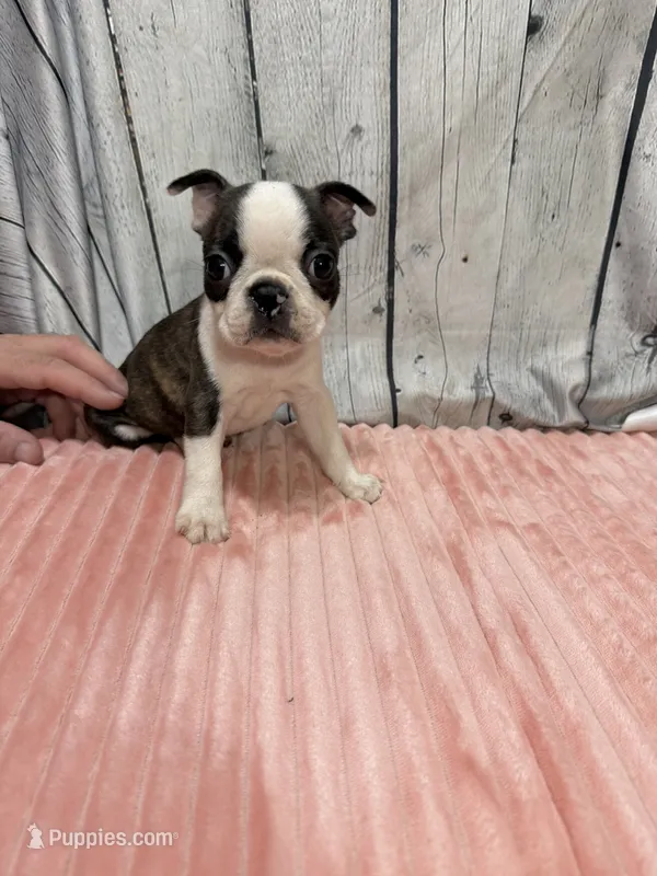 Girl1 – Boston Terrier puppy for sale in Gladewater, TX