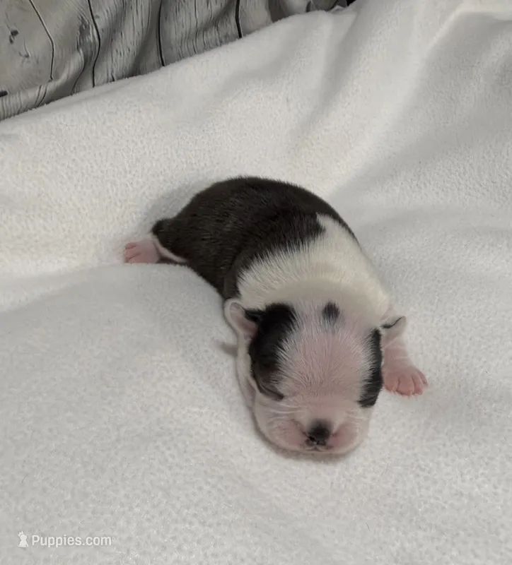 Milo – Boston Terrier puppy for sale in Gladewater, TX