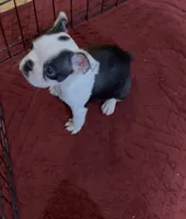 Milo, a male Boston Terrier for sale in Gladewater, TX – 7 of 7