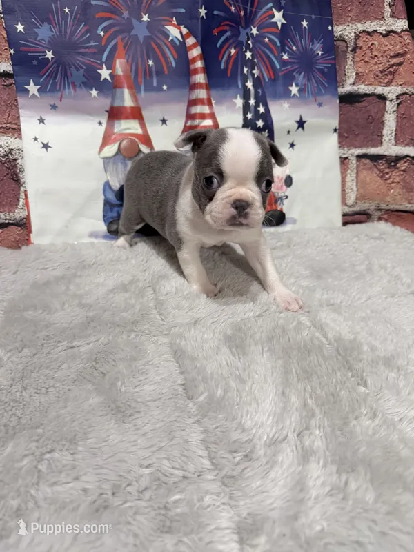 Tina – Boston Terrier puppy for sale in Gladewater, TX