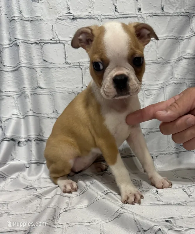 Brenda  – Boston Terrier puppy for sale in Gladewater, TX