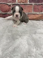 Jimmy , a male Boston Terrier for sale in Gladewater, TX – 2 of 3