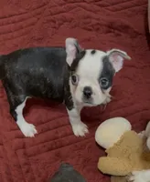 Milo, a male Boston Terrier for sale in Gladewater, TX – 2 of 7