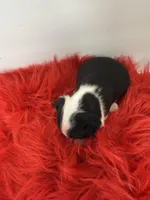 Akc Desi, a male Boston Terrier for sale in Gladewater, TX – Photo 2 of 5