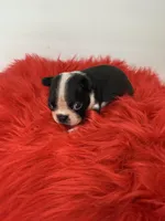 Akc Desi, a male Boston Terrier for sale in Gladewater, TX – Photo 4 of 5