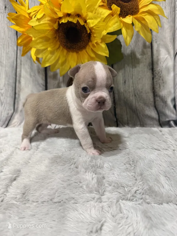 Charlie  – Boston Terrier puppy for sale in Gladewater, TX