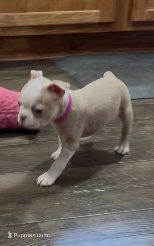 Judith – Boston Terrier puppy for sale in Gladewater, TX