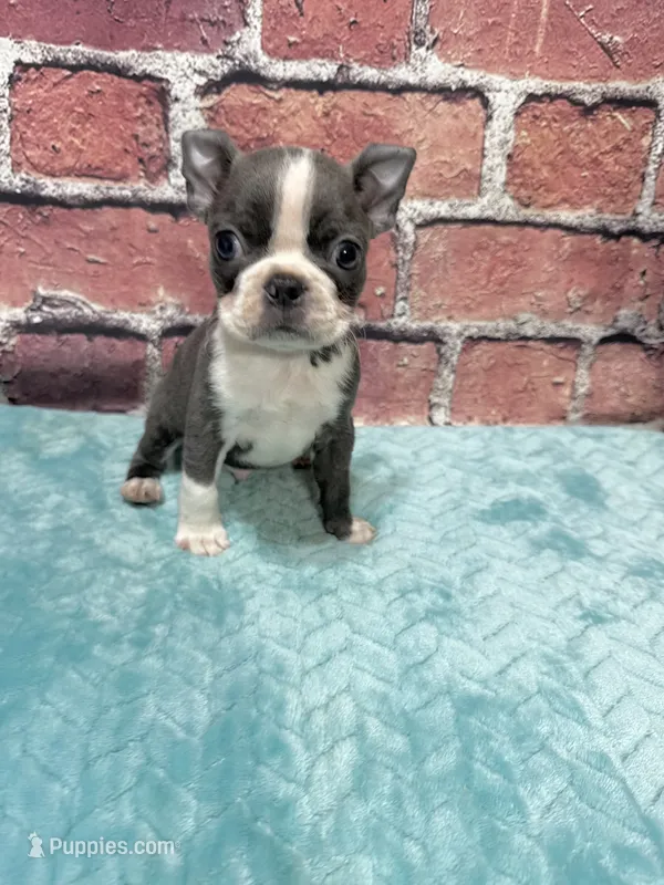 Tim – Boston Terrier puppy for sale in Gladewater, TX
