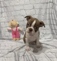 Tammy, a female Boston Terrier for sale in Gladewater, TX – 3 of 4
