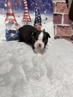Clair, a female Boston Terrier for sale in Gladewater, TX – 2 of 3