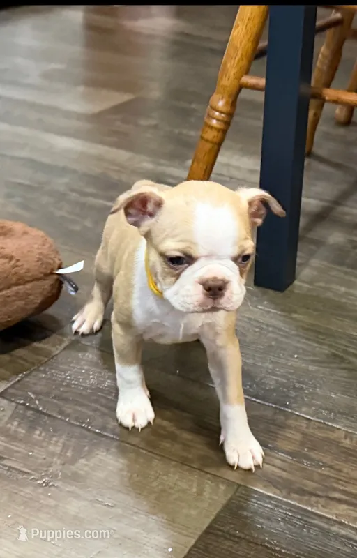 Jagger – Boston Terrier puppy for sale in Gladewater, TX