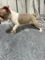Charlie , a male Boston Terrier for sale in Gladewater, TX – 4 of 5