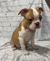 Tony, a male Boston Terrier for sale in Gladewater, TX – 4 of 4