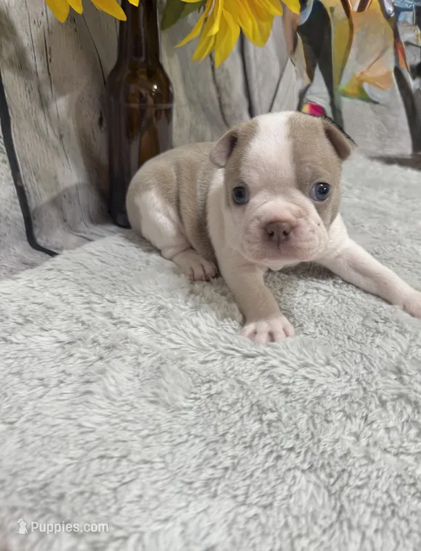 Leo – Boston Terrier puppy for sale in Gladewater, TX
