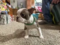 Bertha, a female Boston Terrier for sale in Gladewater, TX – Photo 3 of 3