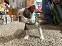 Bertha, a female Boston Terrier for sale in Gladewater, TX – Photo 2 of 3