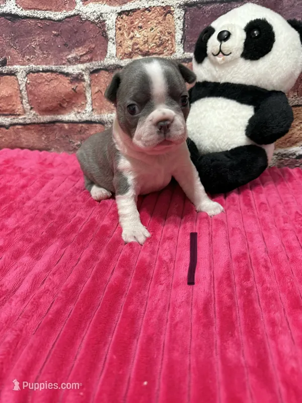 Lisa – Boston Terrier puppy for sale in Gladewater, TX