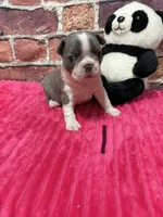 Lisa, a female Boston Terrier for sale in Gladewater, TX – 1 of 1
