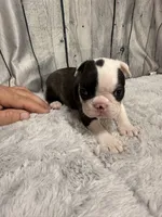 Boy1, a male Boston Terrier for sale in Gladewater, TX – 1 of 3