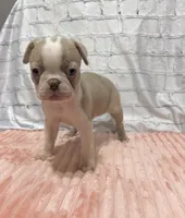 Louise, a female Boston Terrier for sale in Gladewater, TX – 1 of 1