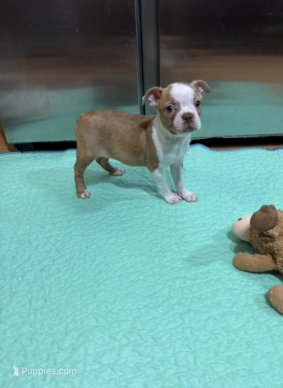 Thelma – Boston Terrier puppy for sale in Gladewater, TX