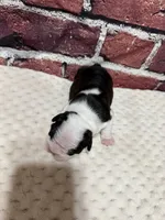 Rita, a female Boston Terrier for sale in Gladewater, TX – 3 of 4