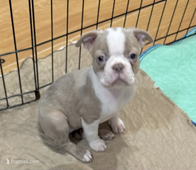 Louise – Boston Terrier puppy for sale in Gladewater, TX