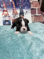 Mitch, a male Boston Terrier for sale in Gladewater, TX – 3 of 3