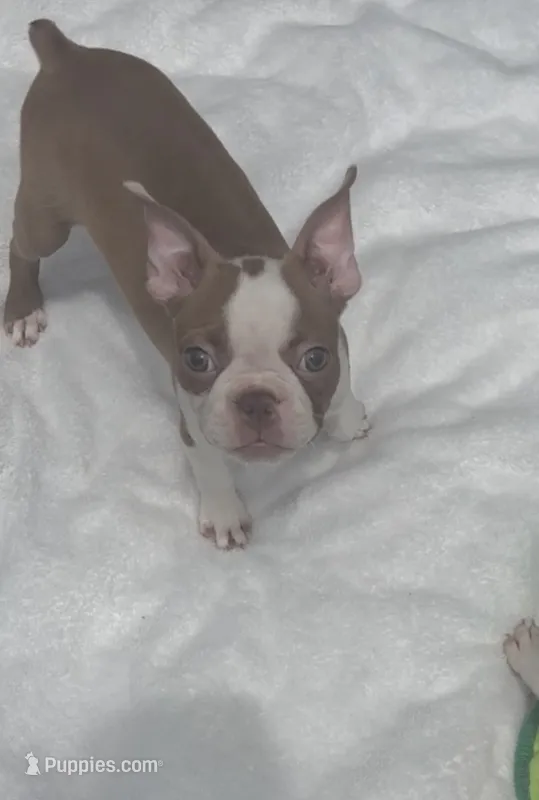 Darla – Boston Terrier puppy for sale in Gladewater, TX