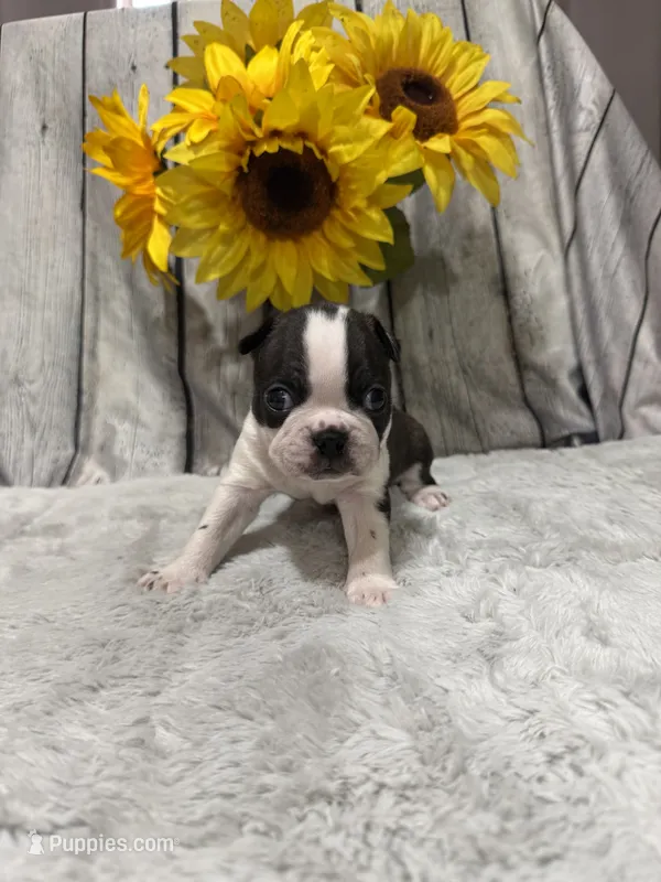 Chris – Boston Terrier puppy for sale in Gladewater, TX