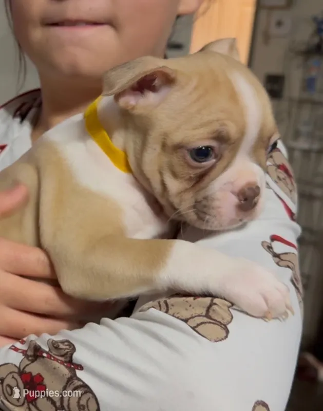 Alice  – Boston Terrier puppy for sale in Gladewater, TX