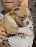 Alice , a female Boston Terrier for sale in Gladewater, TX – 1 of 1
