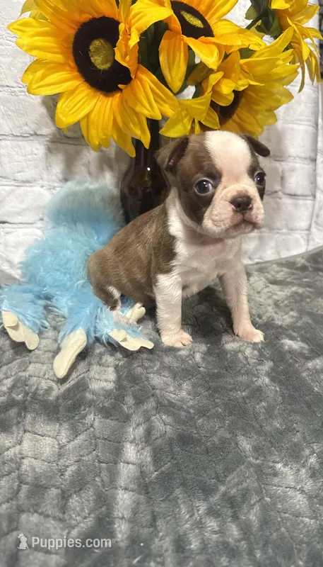 James – Boston Terrier puppy for sale in Gladewater, TX