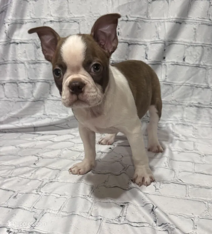 James – Boston Terrier puppy for sale in Gladewater, TX