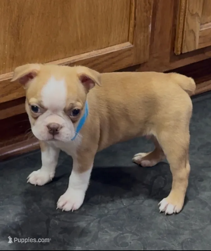 Nick – Boston Terrier puppy for sale in Gladewater, TX