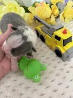 Akc jake, a male Boston Terrier for sale in Gladewater, TX – Photo 5 of 9