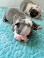 Akc jake, a male Boston Terrier for sale in Gladewater, TX – Photo 8 of 9