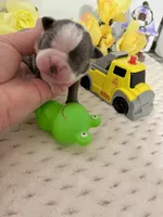 Akc jake, a male Boston Terrier for sale in Gladewater, TX – Photo 2 of 9