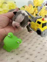 Akc jake, a male Boston Terrier for sale in Gladewater, TX – Photo 3 of 9