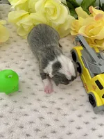 Akc jake, a male Boston Terrier for sale in Gladewater, TX – Photo 4 of 9