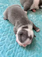 Akc jake, a male Boston Terrier for sale in Gladewater, TX – Photo 7 of 9