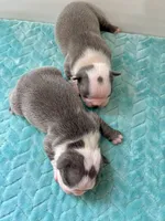 Akc jake, a male Boston Terrier for sale in Gladewater, TX – Photo 9 of 9