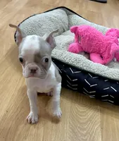 Lace, a female Boston Terrier for sale in Gladewater, TX – Photo 2 of 5