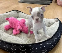 Lace, a female Boston Terrier for sale in Gladewater, TX – Photo 1 of 5
