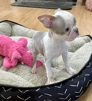 Lace, a female Boston Terrier for sale in Gladewater, TX – Photo 3 of 5